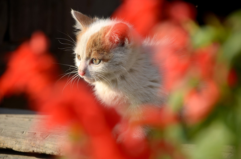   SIGMA 18-200 f3.5-f6.3 OS HSM ῵