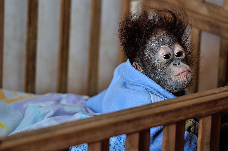 杭州野生动物园里的小猩猩-人像派-19摄区-杭