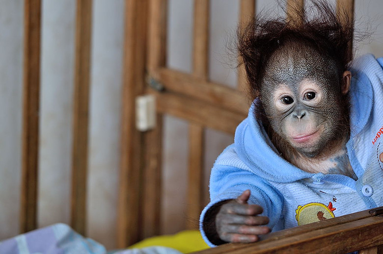 杭州野生动物园里的小猩猩-人像派-19摄区-杭