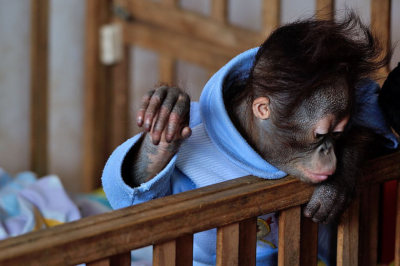 杭州野生动物园里的小猩猩-人像派-19摄区-杭