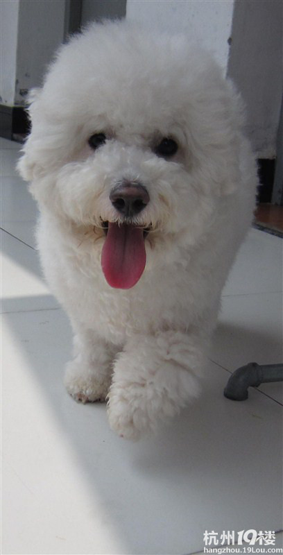 谁家的狗狗 泪腺发达 老是眼泪水流不停的 -健