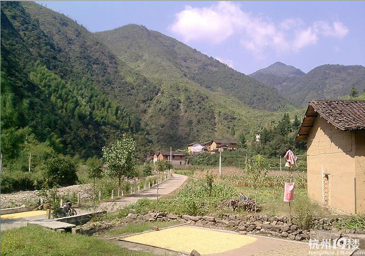 家里的土蜂刚刚割了几斤土蜂蜜,谁要-饮食养生