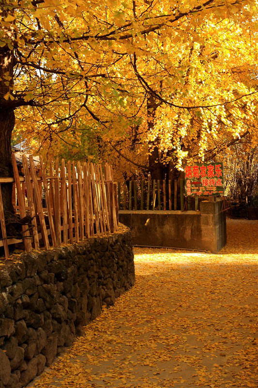 云南腾冲江东银杏村-风景照-19摄区-杭州19楼