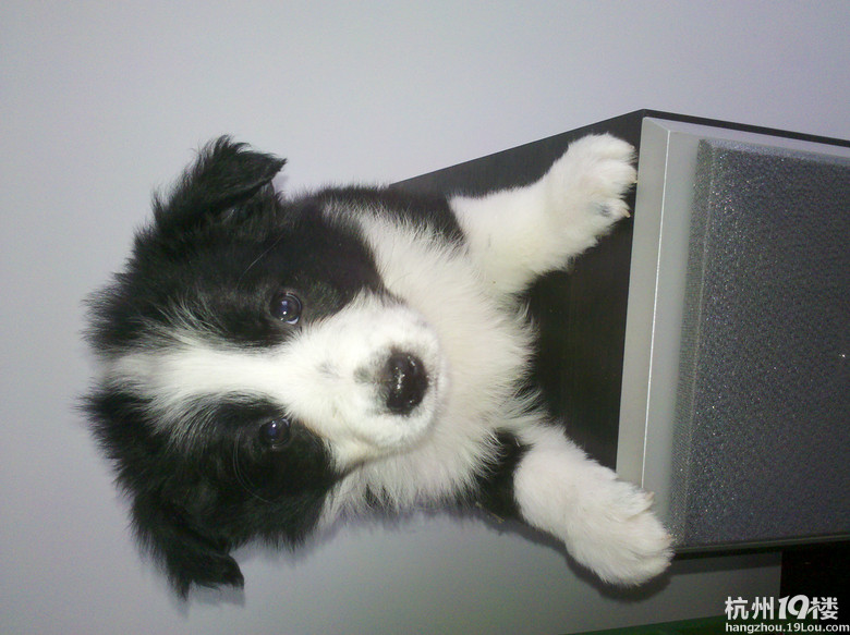 我家边牧真给力,生了一个足球队的宝宝。-第2