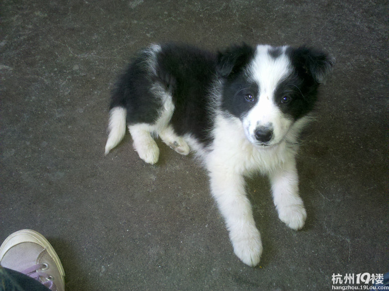 我家边牧真给力,生了一个足球队的宝宝。-第2