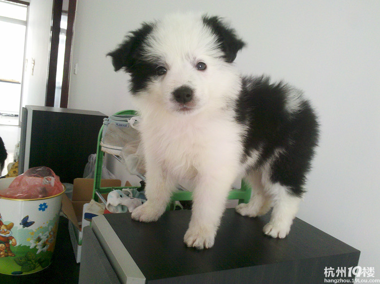 我家边牧真给力,生了一个足球队的宝宝。-第2