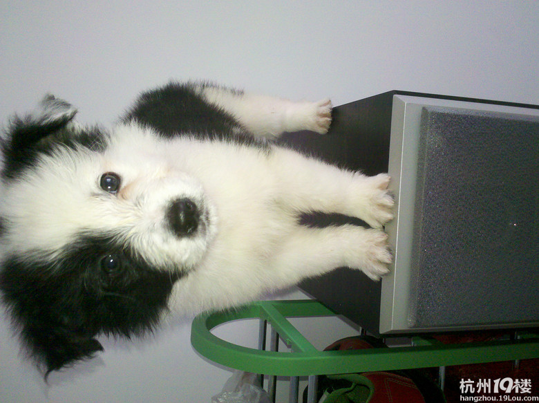 我家边牧真给力,生了一个足球队的宝宝。-第2