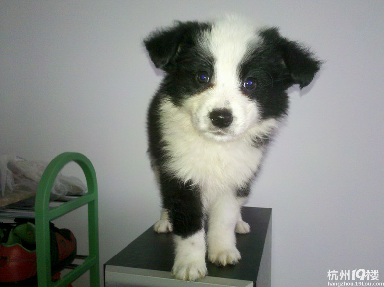 我家边牧真给力,生了一个足球队的宝宝。-第2