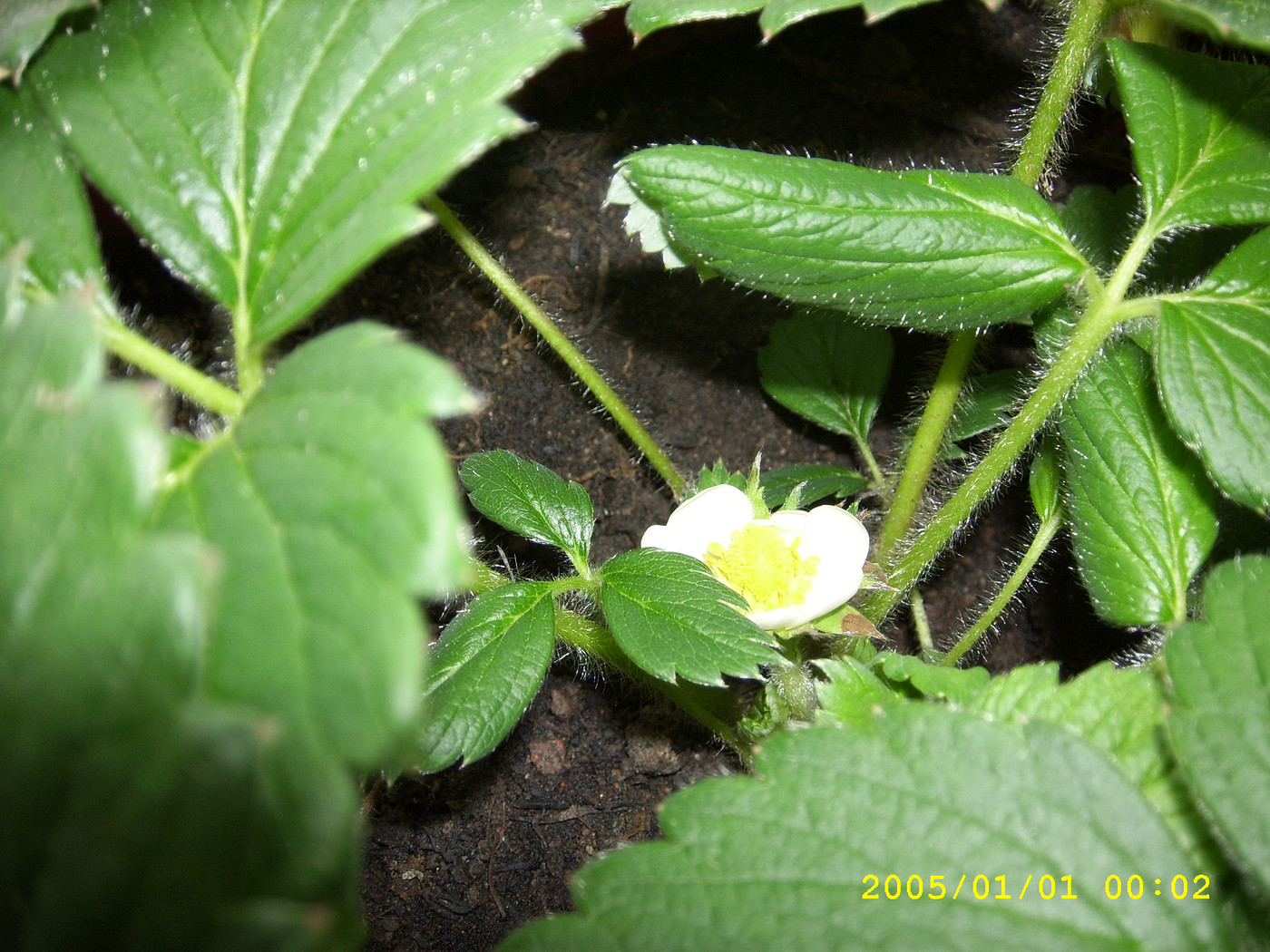 菠萝莓开花了_图3