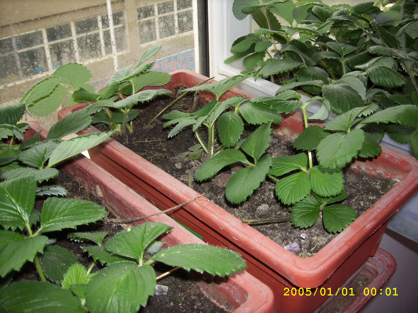 菠萝莓开花了_图2