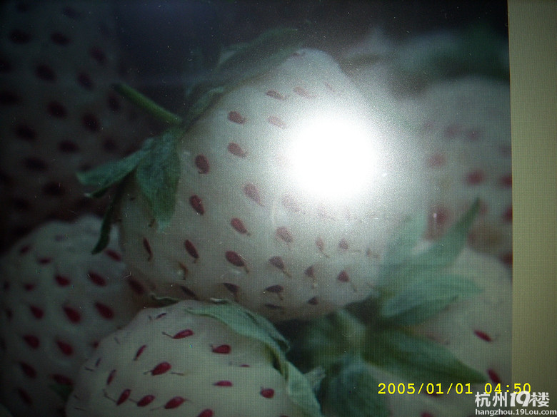 菠萝莓开花了-19楼私房菜-杭州19楼