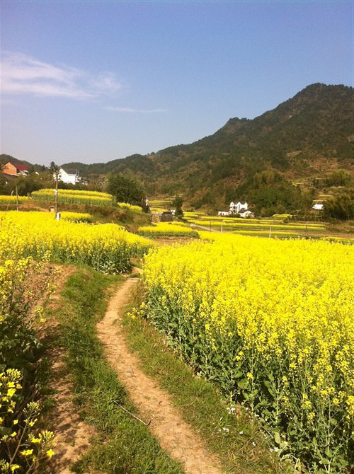 农村油菜花