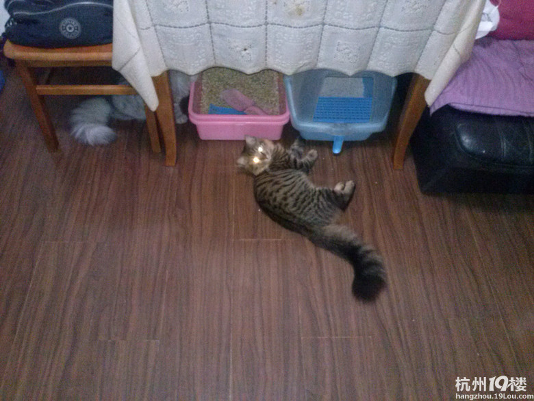 求一只灰黑色长毛狸花猫~~长期有效-寻宠启事-家有宠物-杭州19楼