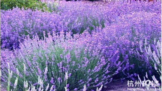 情谷婚纱摄影基地--打造中国最大的婚纱摄影基