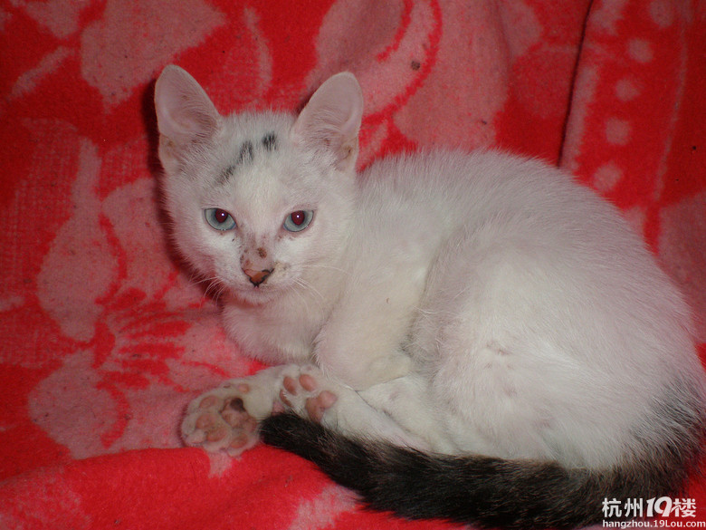 周阿姨家三只咪宝贝待领养-家有宠物-杭州19楼