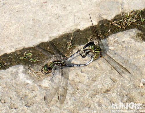 【1隊】KT的2012年10月FB--水庫冷餐+西溪游+玩陶+必勝客[10貼]