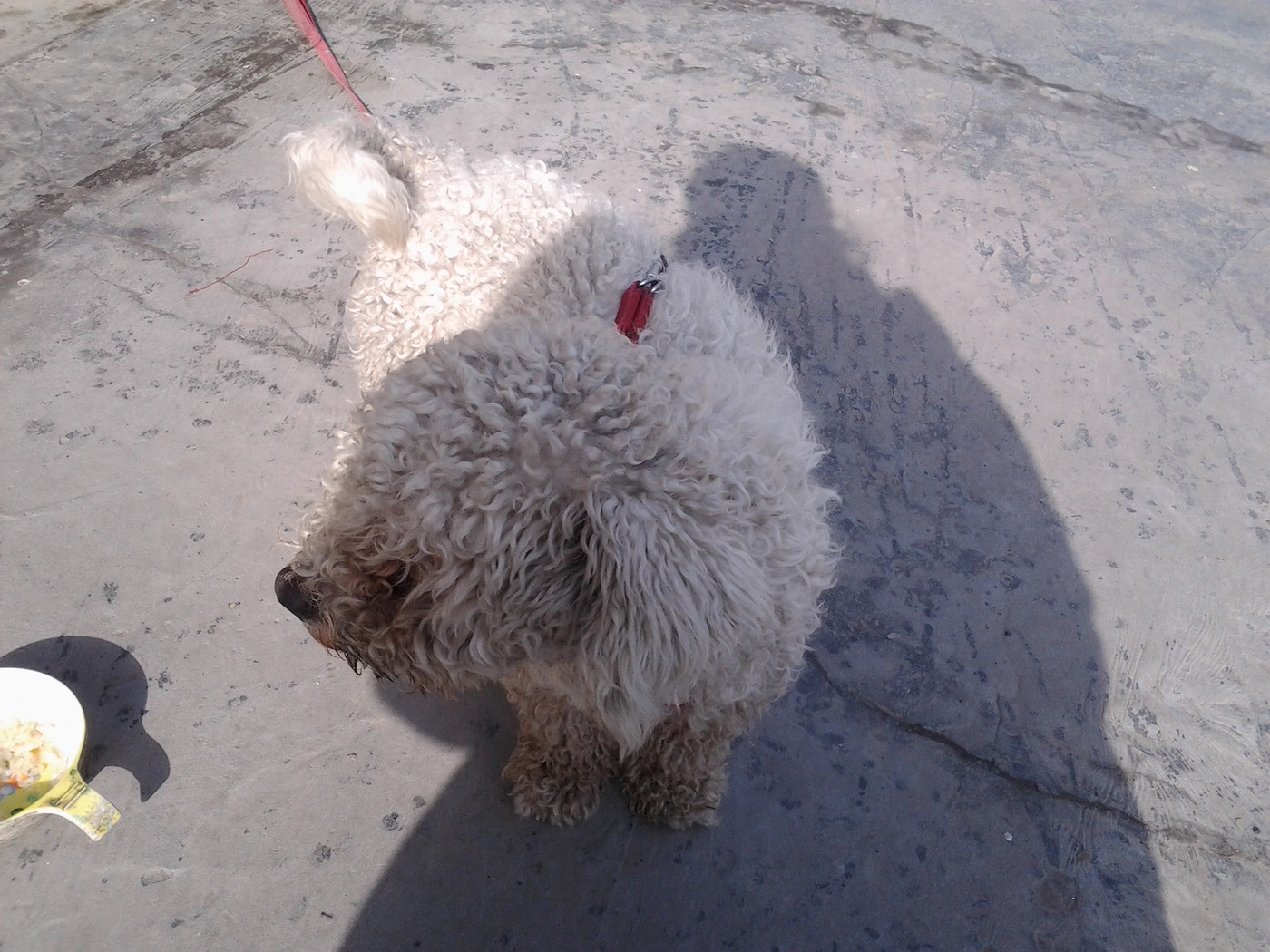 家有骚狗钱多多-花鸟鱼虫-居家生活-杭州19楼