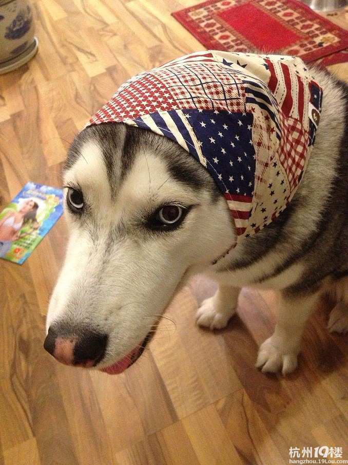 宠物版块【X星人爆笑连载】-12月篇 -第3页-爱