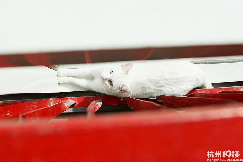 我有爱猫啦啦啦-爱宠分享-家有宠物-杭州19楼