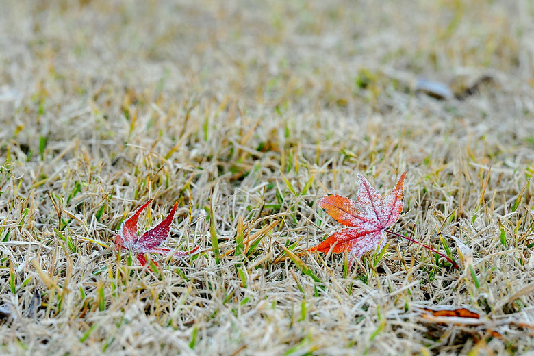 12月7日:大雪节气 西湖初霜