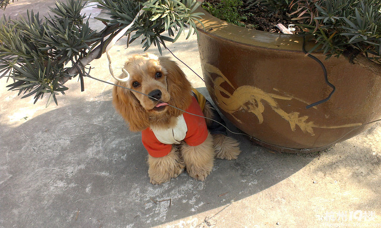 家有可卡犬爱搞笑