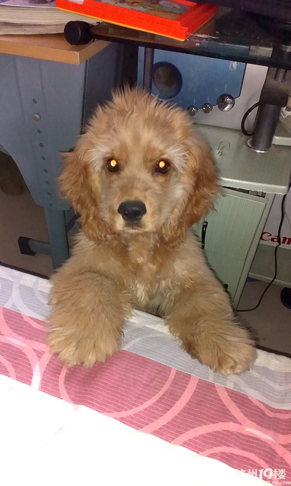 家有可卡犬爱搞笑