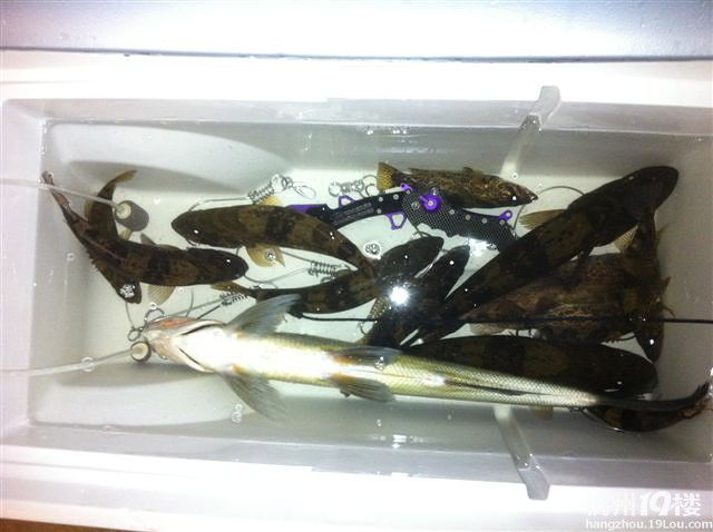 杭州路亚爆钓会2012征战千岛湖 鳜鱼-放飞心情-钓鱼俱乐部-杭州19楼