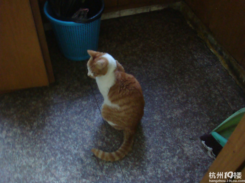 11.06 出生小猫送人。-爱宠分享-家有宠物-杭州