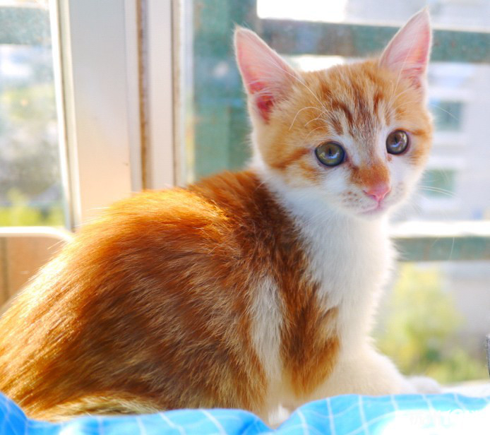 超萌可爱小奶猫求领养-爱宠分享-家有宠物-杭州