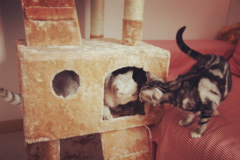 猫咪家庭寄养【私房猫咪馆】-宠物相关交易区