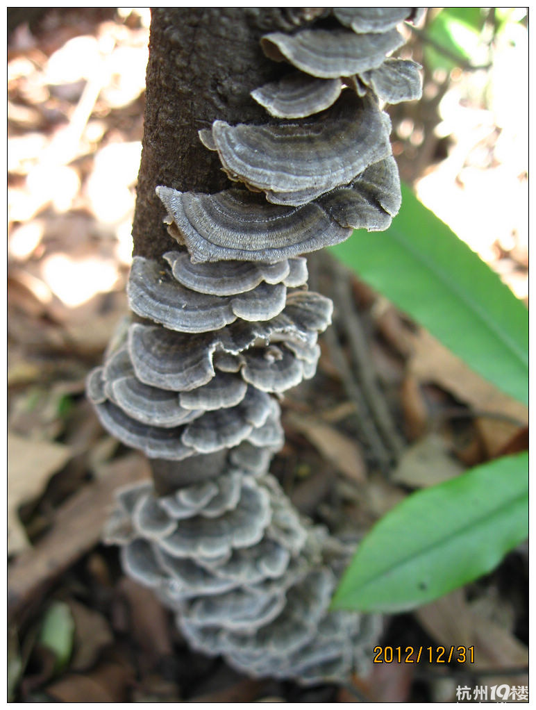 D366 【2012 虎山收官】