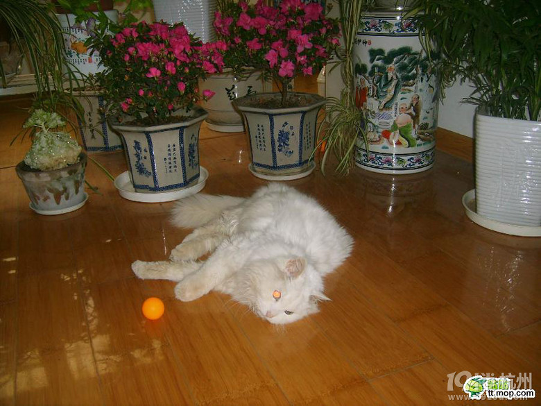 17岁猫咪晚年实拍 (转)-宠物新闻-家有宠物-杭州