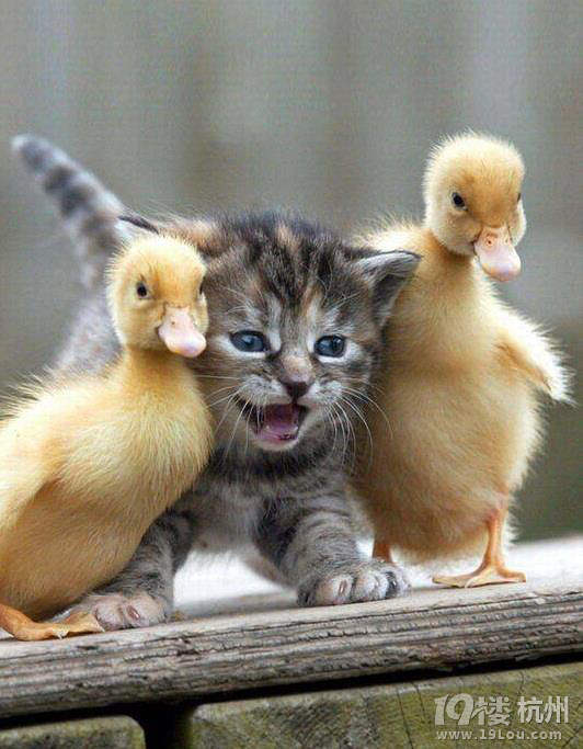 工作压力大?看这个放松心情~