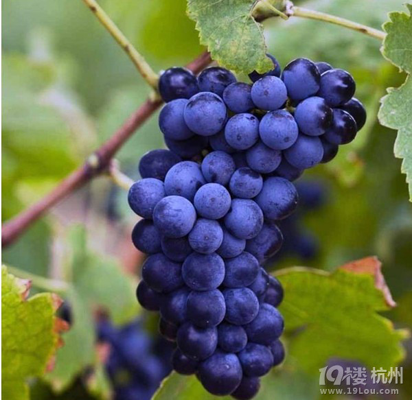 盲目扩张 忽视特色--国内酿酒葡萄产区乱象丛生