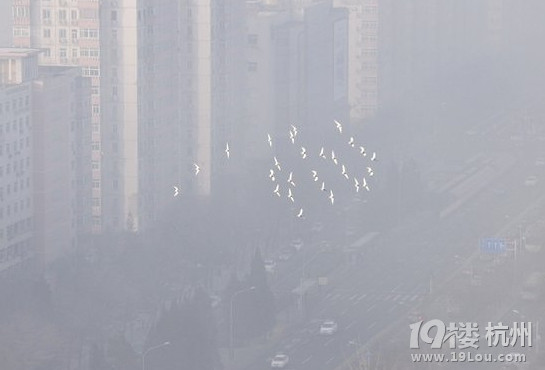 雾霾天健康生活,多吃健脾润肺食物-西湖区-杭州