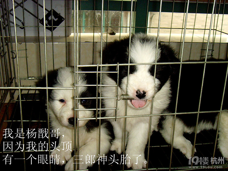 我家的邊境三劍客，張藝謀親點(diǎn)的3個演員。圖片更新中。。。。