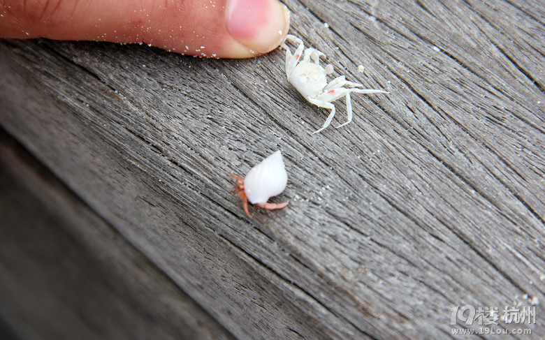 杭州人破了马尔代夫深海垂钓记录-游记攻略-旅