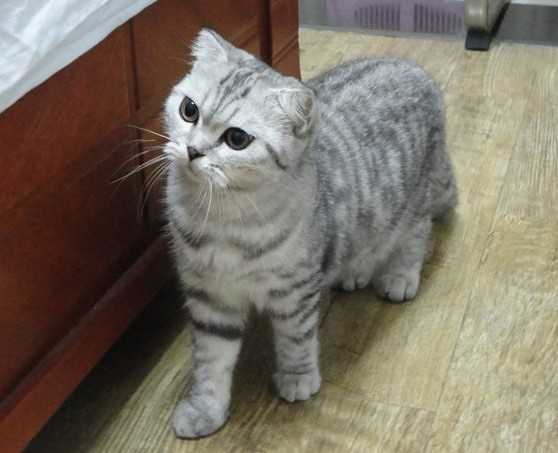 英短银渐层mm求老公