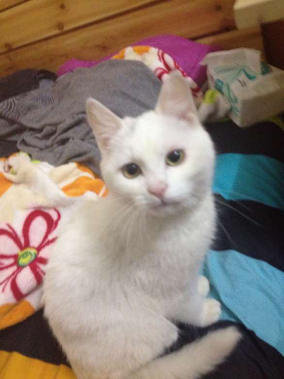 母猫发情吵死了 求交配 在宋江村这里-家有宠物