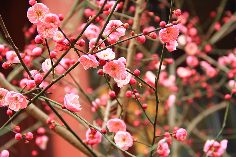 梵音声声催梅红