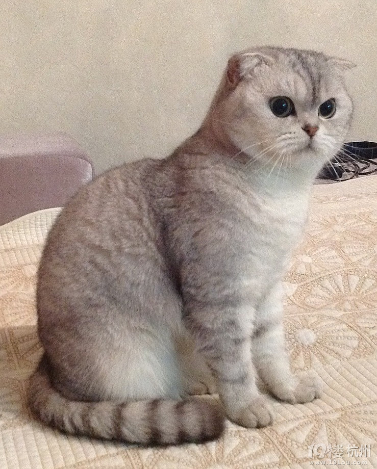 英短银渐层MM求老公。。。。。。。