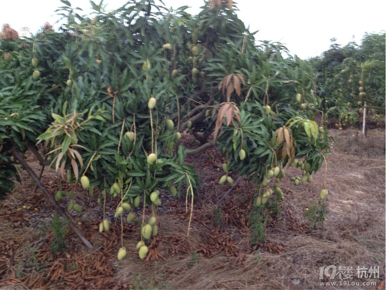 雪夜一路向南 春节杭州---海南自驾游.-第3页-旅