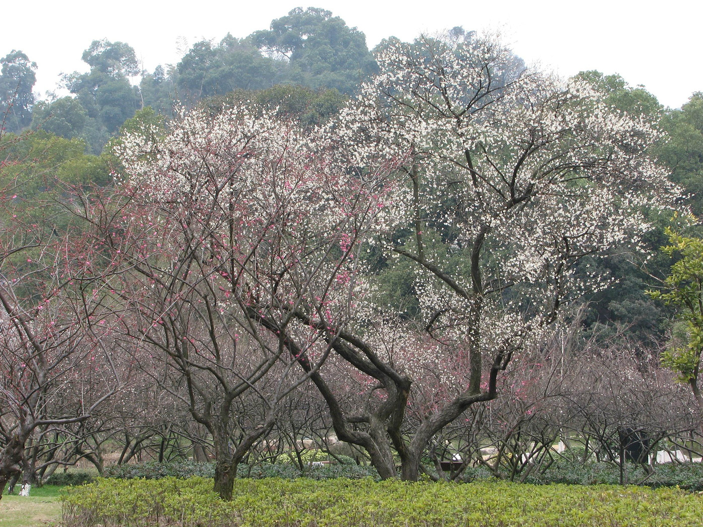 超山梅花进入盛花期