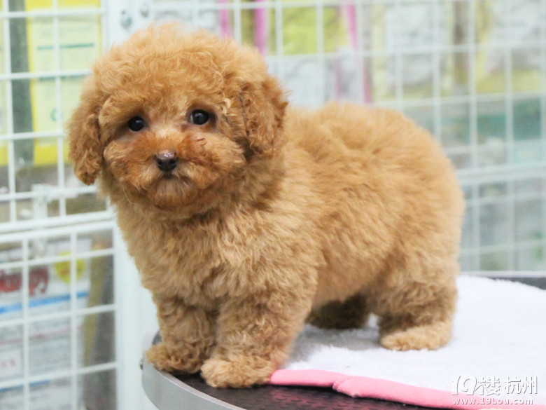 开元棋牌- 开元棋牌官网 - 开元棋牌APP下载评测网络设备频道_天极网