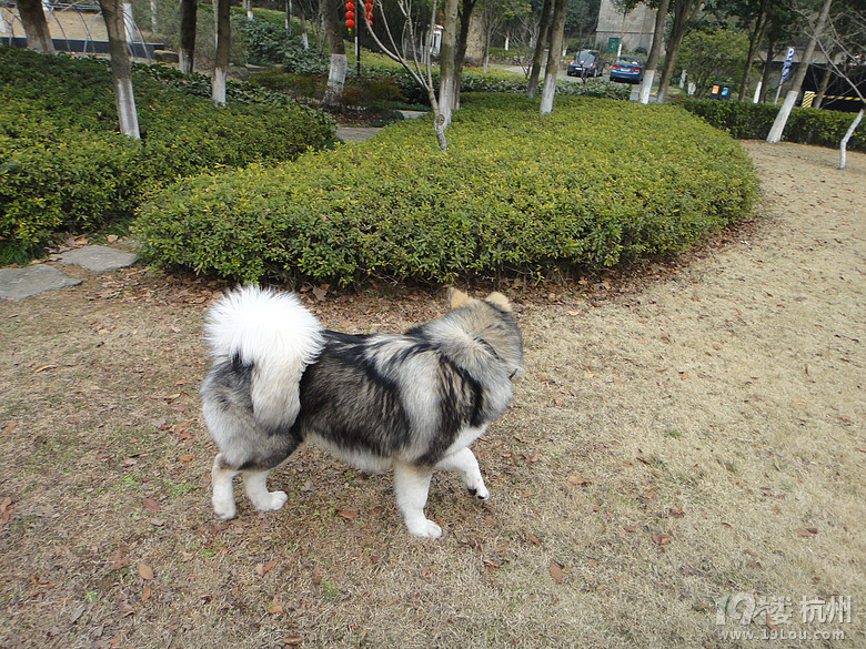 二逼哈士奇组合。-爱宠分享-家有宠物-杭州19