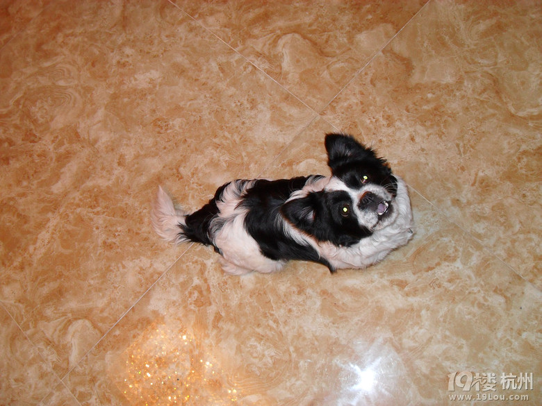 牛奶<em>妹</em>美眉征婚,提前找一<em>帅哥</em>!-家有宠物-<em>杭州</em>