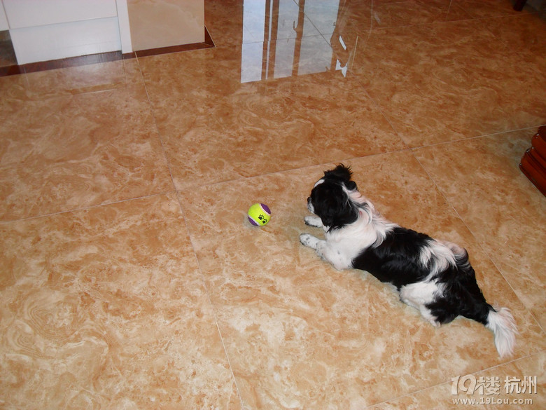 牛奶<em>妹</em>美眉征婚,提前找一<em>帅哥</em>!-家有宠物-<em>杭州</em>