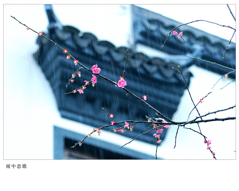 梅色賞梅春影（超山風光大片） ，大家感受下~
