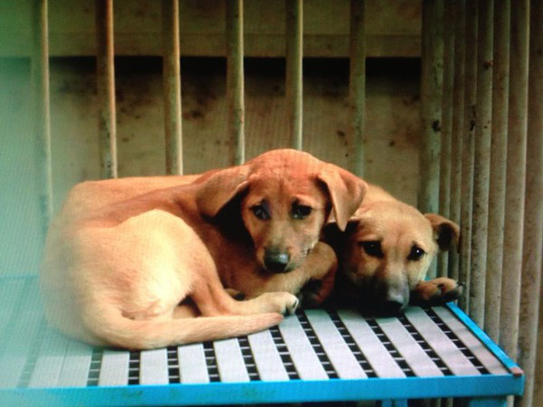 《十二夜》流浪动物影片救援计划-家有宠物-杭
