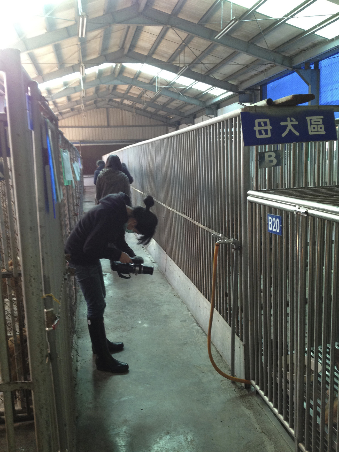 《十二夜》流浪动物影片救援计划-家有宠物-杭